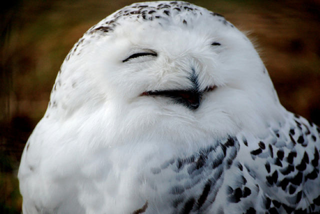  Foto  Lucu  Burung Hantu  Tertawa Gayanya Narsis Seperti 