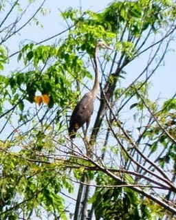 Black Stork