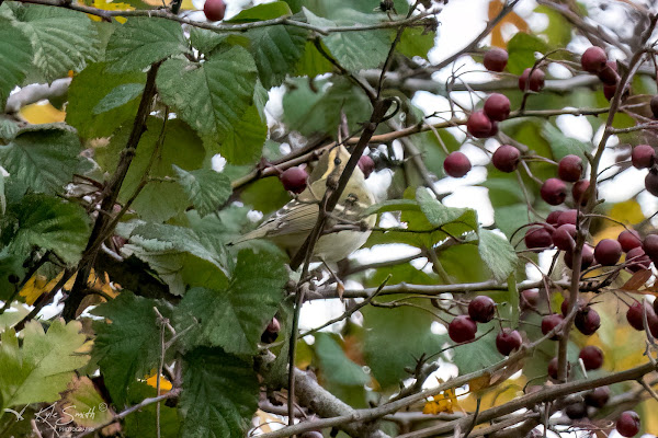 Yellow-browed warbler