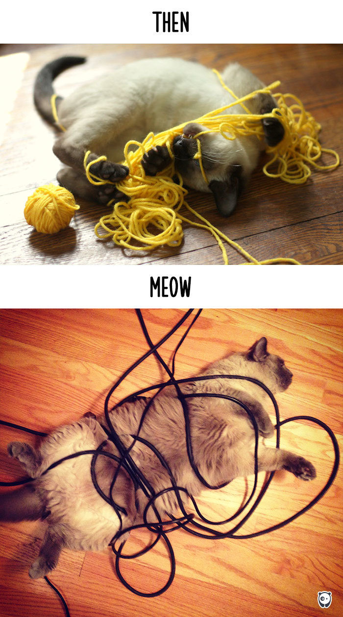 Then vs Meow How Technology Has Changed Cats’ Lives (10+ Pics) - Getting Tangled