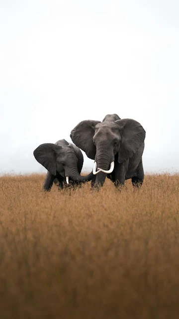 Elephants, Africa, Wildlife, Grass Field