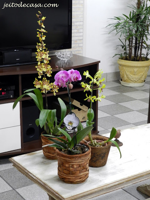 orquideas variadas