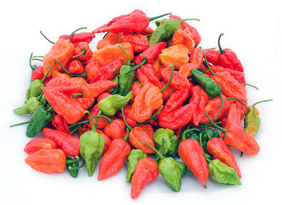 Bhut Jolokia, hottest chilli, Indian spices