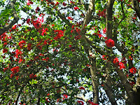 Parque Ecológico de Barueri