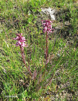 alpine wildflowers, Rocky Mountain National Park