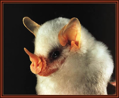 The Adorable Honduran White Bats Seen On www.coolpicturegallery.net