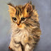 Maine Coon Kitten