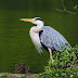  The Great Grey Heron Sunbath