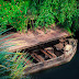  Exploring the Heart of the Amazon Rainforest: A Journey into the Deep Jungles