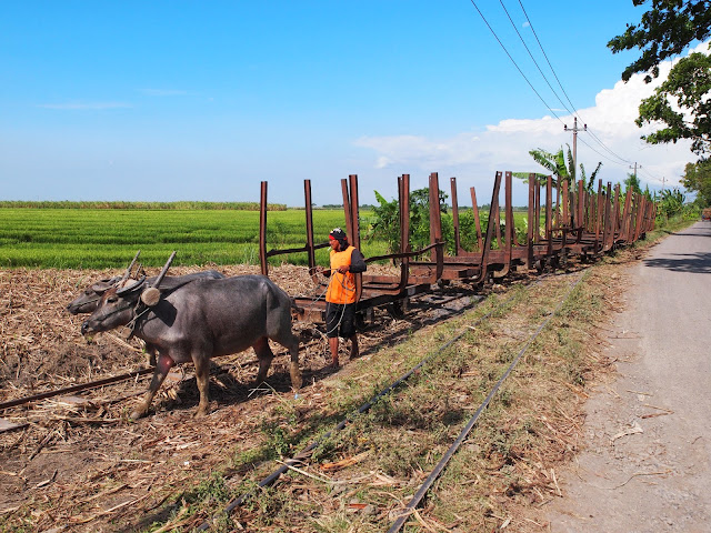 Buffalo Train at Sumberharjo