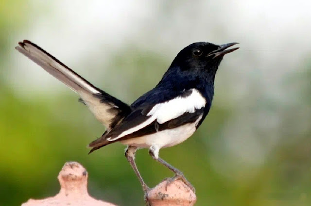 বাংলাদেশের পাখি : দোয়েল