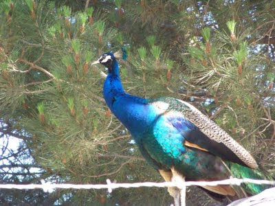 Peacocks can be found anywhere in Irvine Regional Park, 