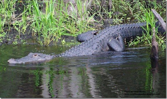 On River 231cs