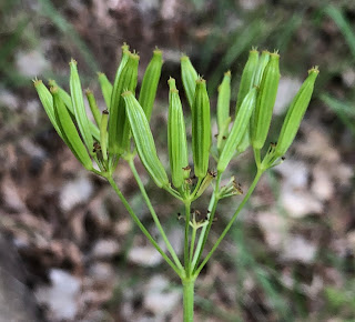 Osmorhiza occidentalis seeds close-up