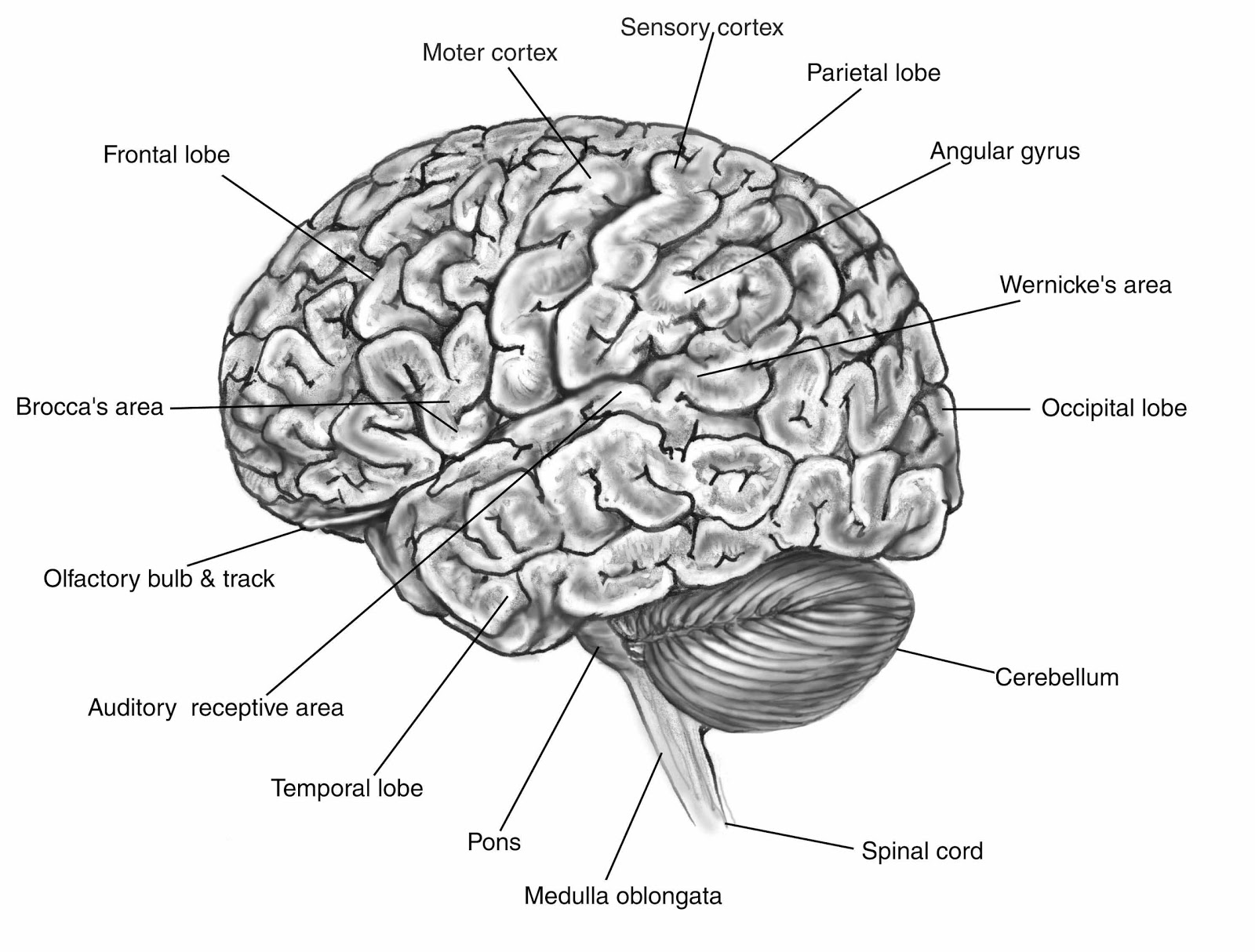 Brain Jack Image: Brain Function Map