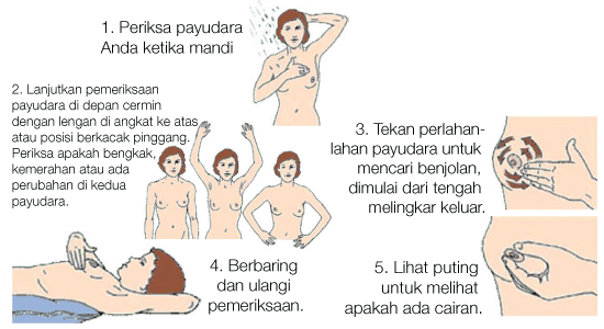 Image result for cara periksa buah dada