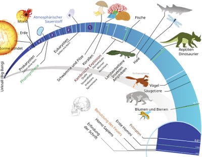 An image showing Timeline of Evolution