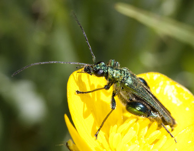 Oedemera nobilis male on a buttercup beside the pond in Spring Park, 25 May 2011.