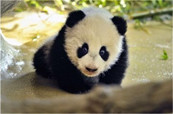 Gambar Panda Lucu Serta Asal Usul Panda ~ Ayeey.com