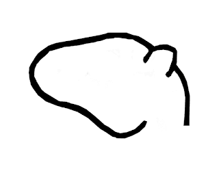 Camel Face Drawing