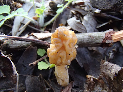 grzyby 2017, grzyby wiosenne, grzyby w kwietniu, smardzówka czeska - Ptychoverpa bohemica, uszak bzowy Auricularia auricula-judae, trzęsak pomarańczowy Tremella aurantia