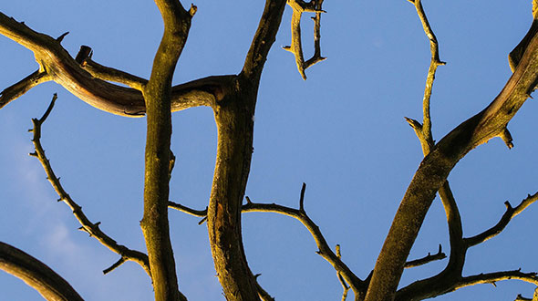 Dead tree in neighbors yard