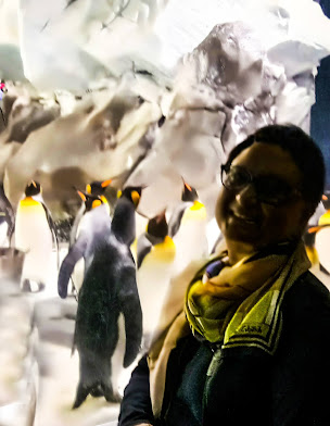 Photo Journal - Penguins | Inaz Lens | Photo Journal| Australia