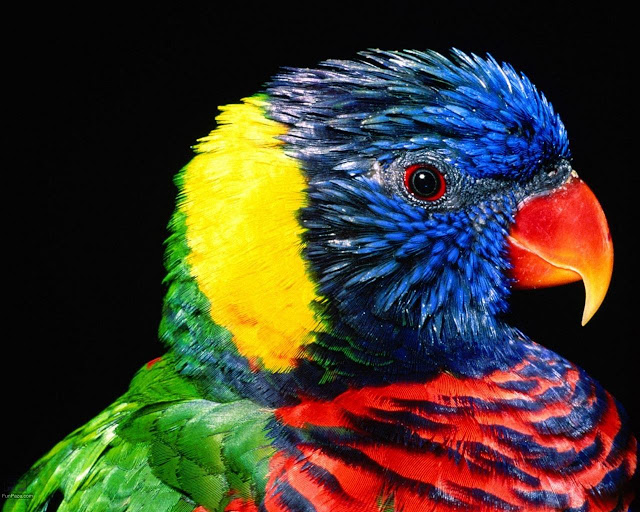 Beautiful Birds HD Desktop Wallpaper -05
