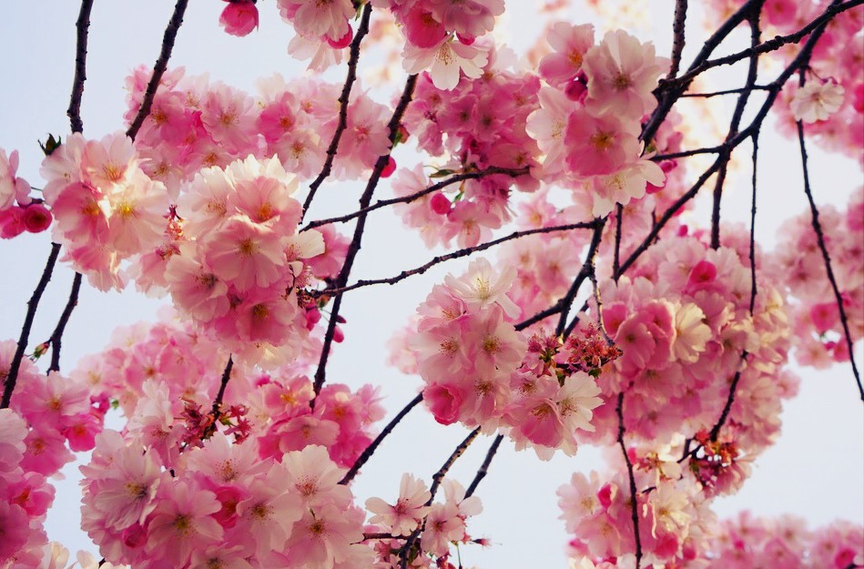 Gambar Bunga Sakura Yang Indah  Kumpulan Gambar
