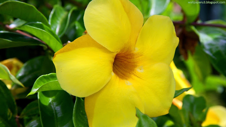 Flower HD Wallpaper 105