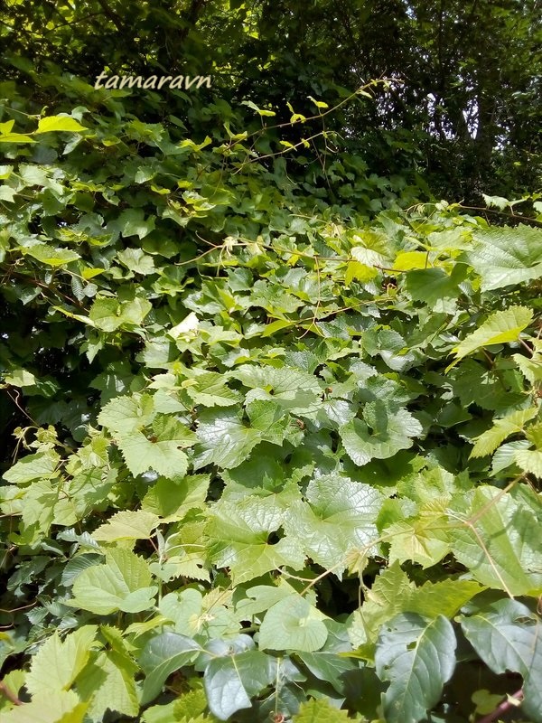 Виноград амурский (Vitis amurensis)