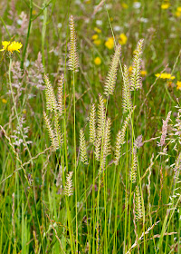 Meadow Foxtail, Alopecurus pratensis.  Orpington Field Club trip to Lullingstone Country Park, 14 June 2014.