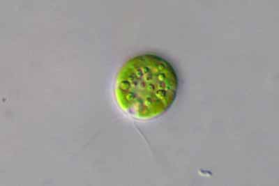 6 Jenis Chlorophyta Ganggang Hijau Contoh Gambar  