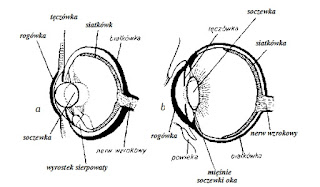 Budowa oka - ryby akwariowe