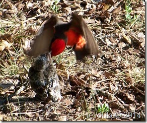 Vermillion Flycatcher male