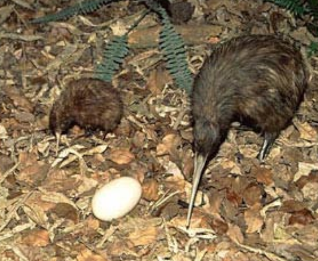  SPECIES OF KIWI BIRD