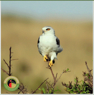 Uganda Birdwatching Safaris