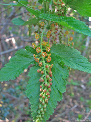 Parrilla negra (Ribes magellanicum)