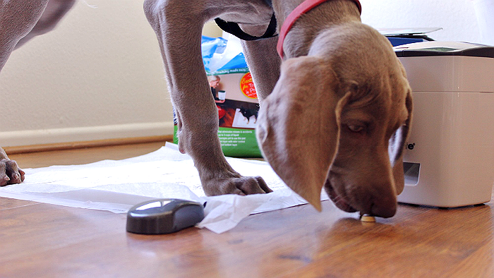 PetSafe's Train N' Praise system helps potty train your dog with positive reinforcement in the form of treats. The unique moisture sense potty pads reward your pet instantly, even when you are not there to do so! The reward system even comes with a remote so you can use the system to reward positive behaviours long after potty training! #sp