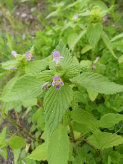 Galéopside bifide - Galeopsis bifida - Galéopsis bifide