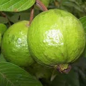 Bibit Jambu Biji Merah