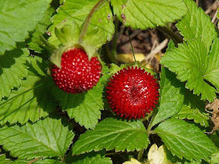 forest strawberries fruit images