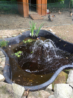 fish pond plants