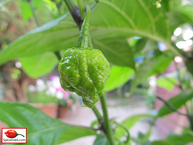 Carolina Reaper - 21st August 2022