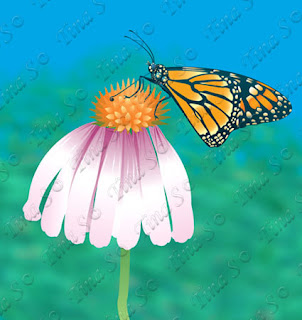 https://www.canstockphoto.ca/monarch-butterfly-set-1-extra-79117170.html