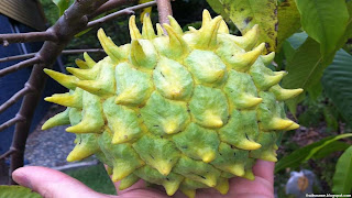 rollinia fruit images wallpaper