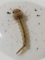Metamorfosis Sempurna Larva Nyamuk
