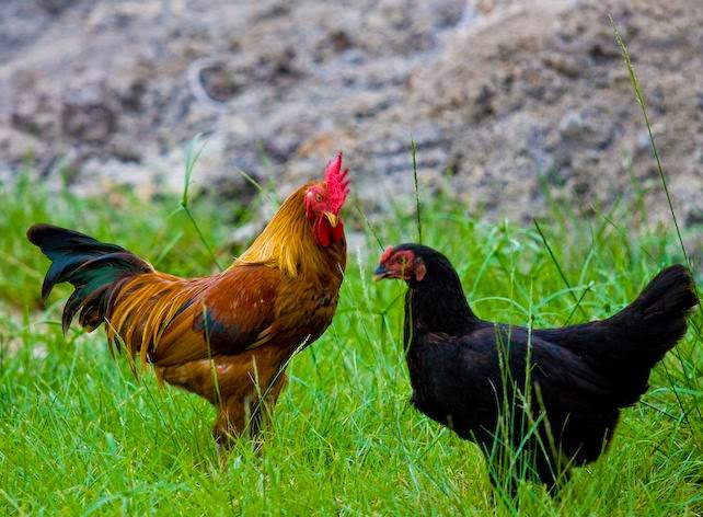 Panduan Lengkap Cara Ternak Ayam Buras ! Cara Penanggulangan Penyakit 