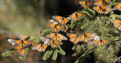 what is the most impressive thing about the monarch butterfly?