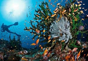 Tempat Menyelam Terbaik di Indonesia, Tempat Menyelam, Diving terbaik